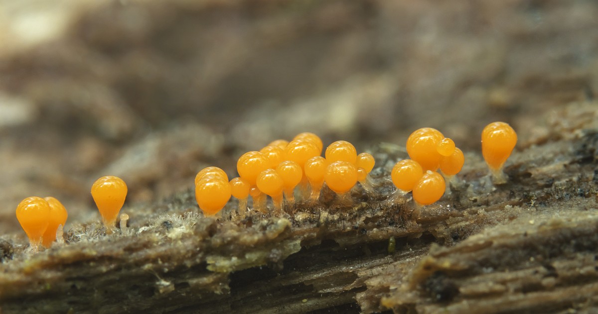 Jinsiy aloqa Onam mushukchasini onanizm qiladi